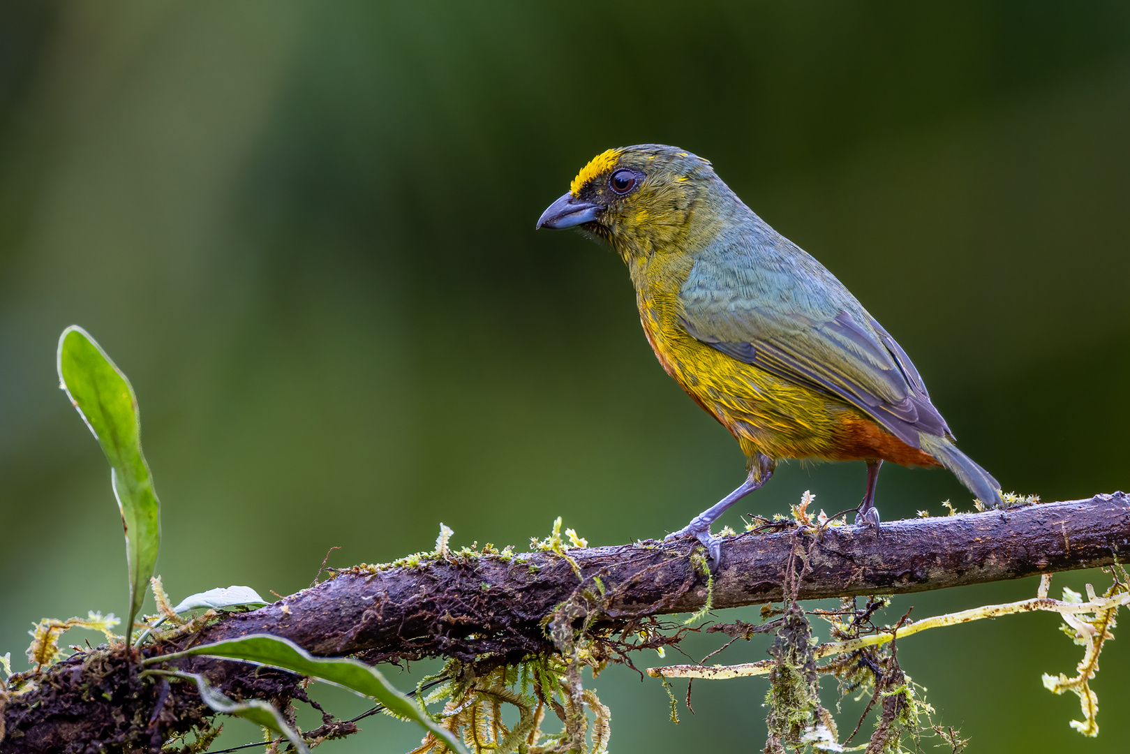 Olivrückenorganist (Olive-backed Euphonia)