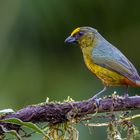 Olivrückenorganist (Olive-backed Euphonia)