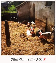 ollas guade für 2015