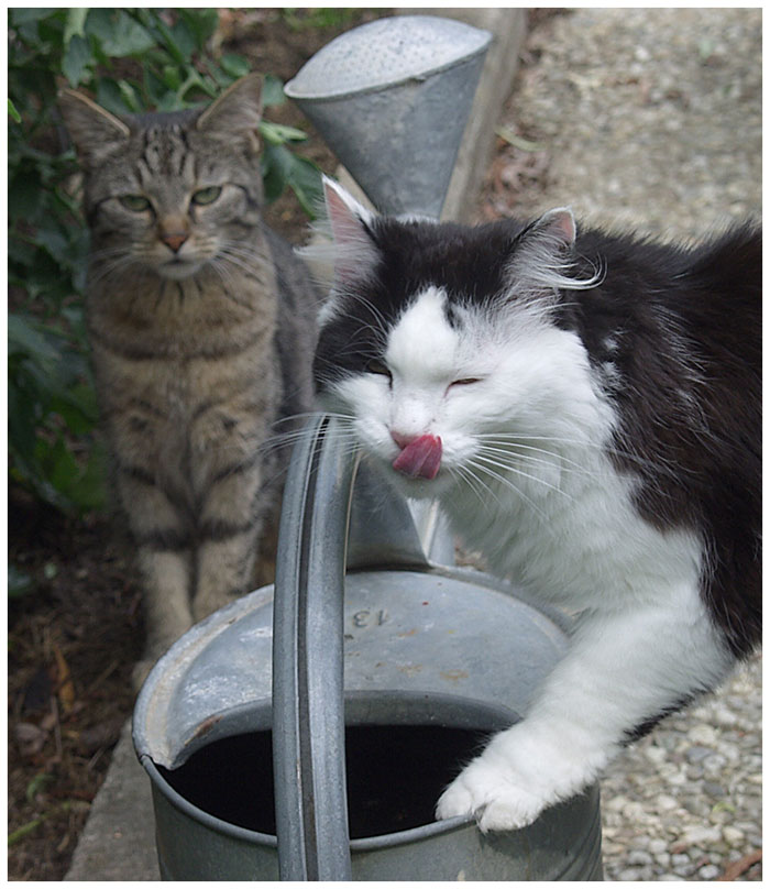 Olle Genießerkatze!! - Wie lange dauert denn das noch?