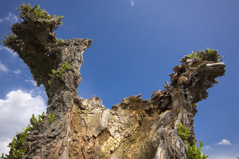 Oller Baum