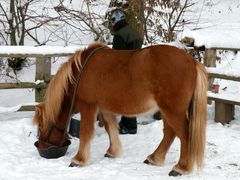 Olli im Winterfell,er bekommt Extravitamine.