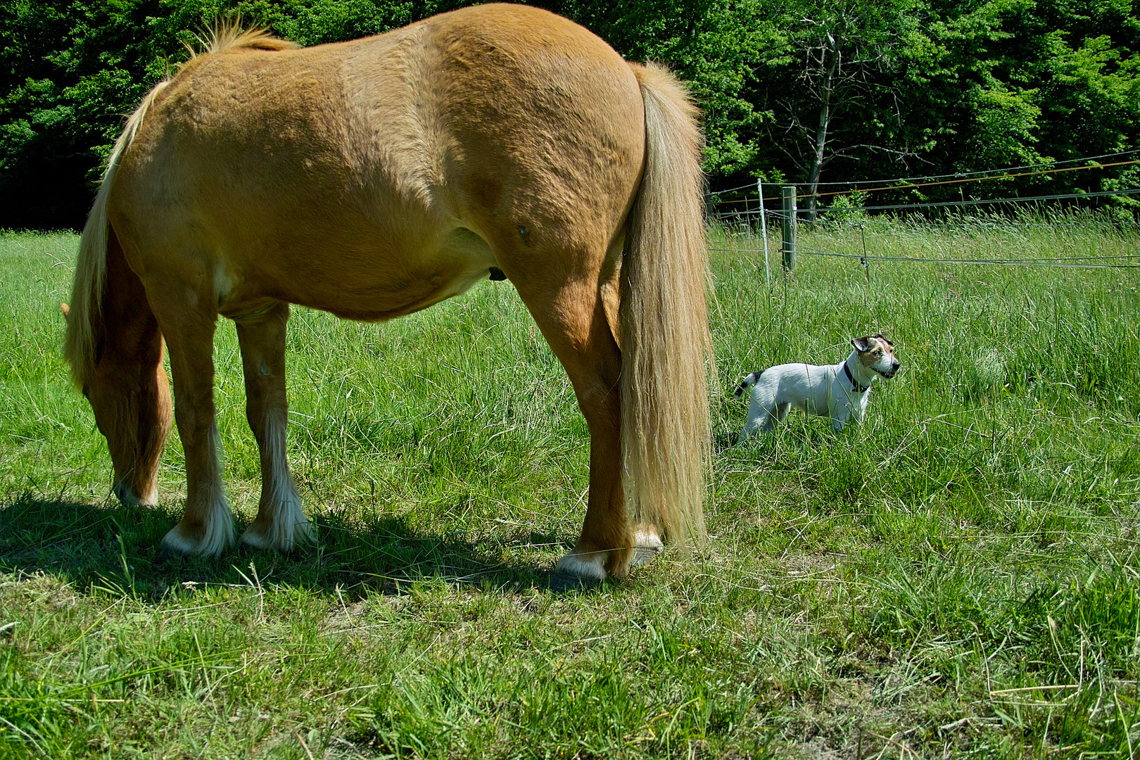 Olli und Bonny