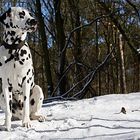Ollie - ein Dalmatiner - und bald Fotografenhund ;-)