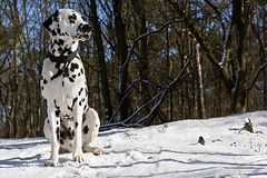 Ollie - ein Dalmatiner - und bald Fotografenhund ;-)