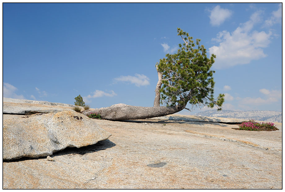 Olmsted Point I