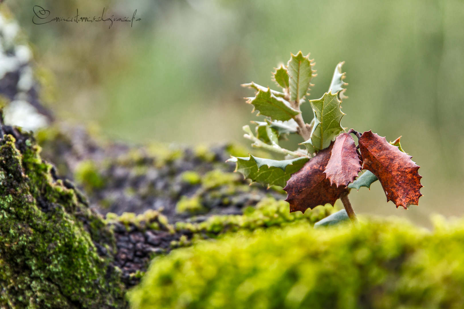 Olor a otoño