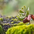 Olor a otoño