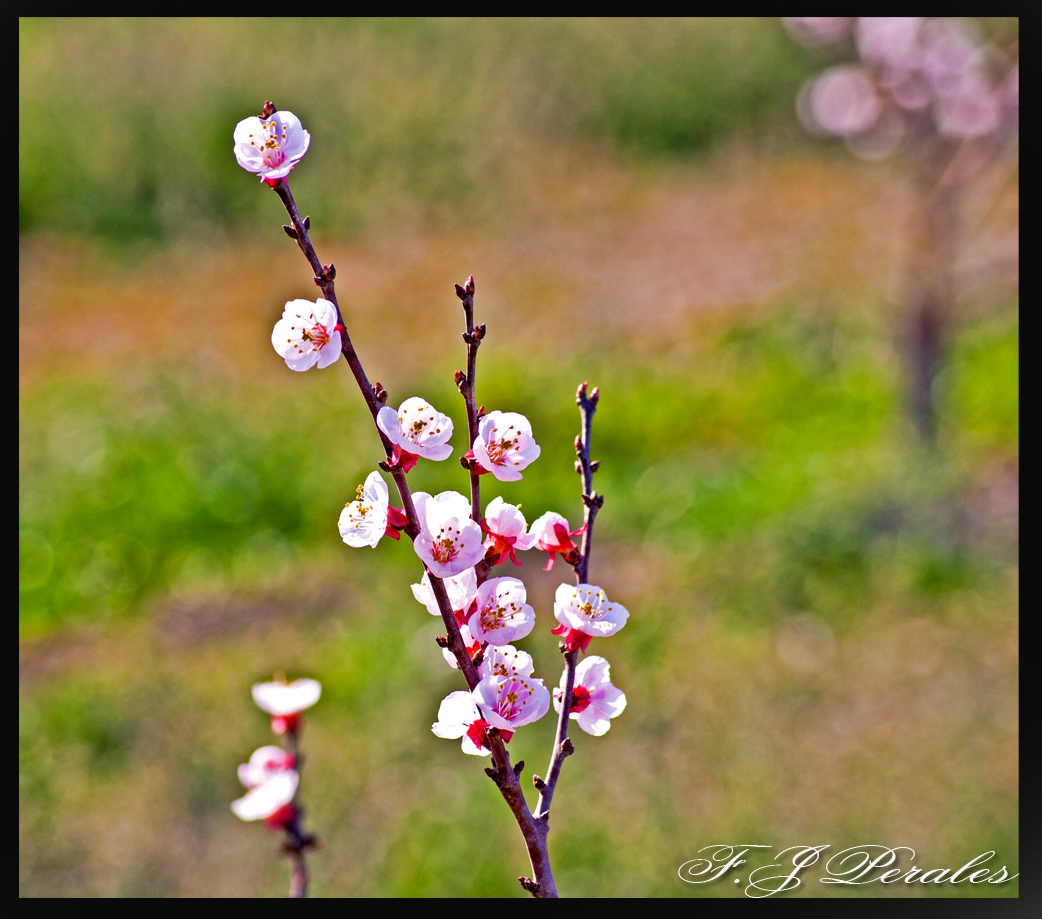 olor de primavera