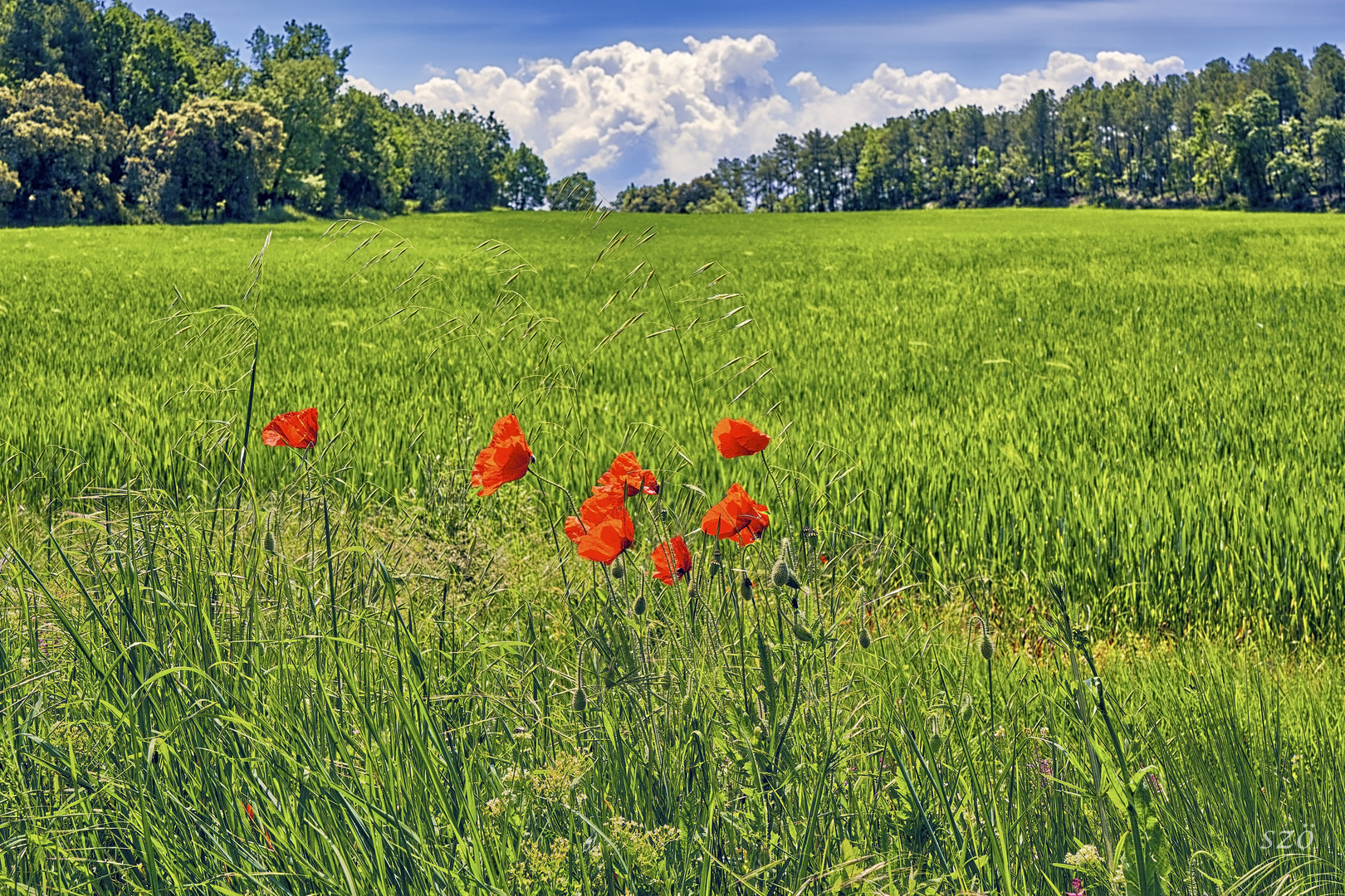 Olor de Primavera