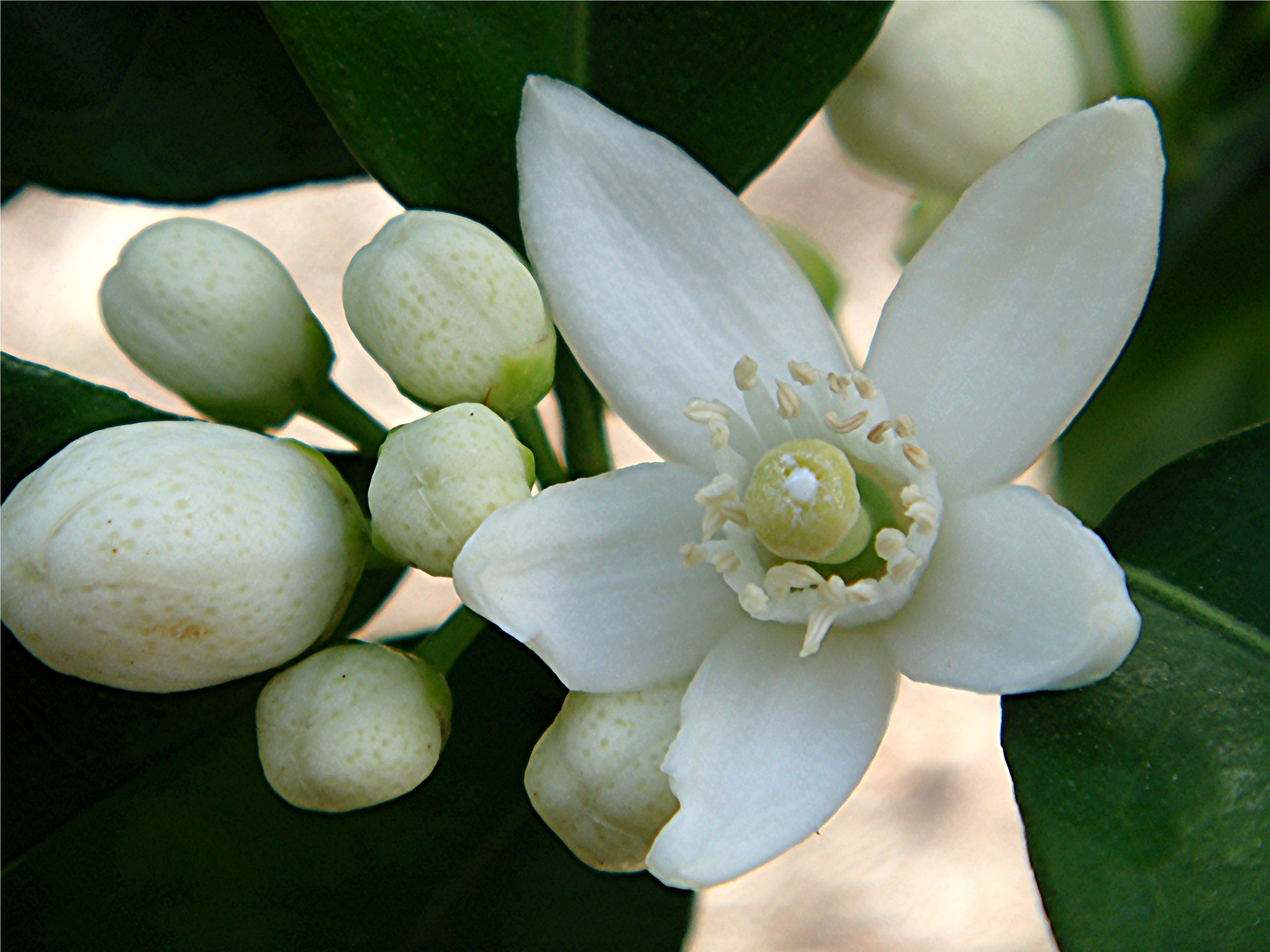 Olor de primavera