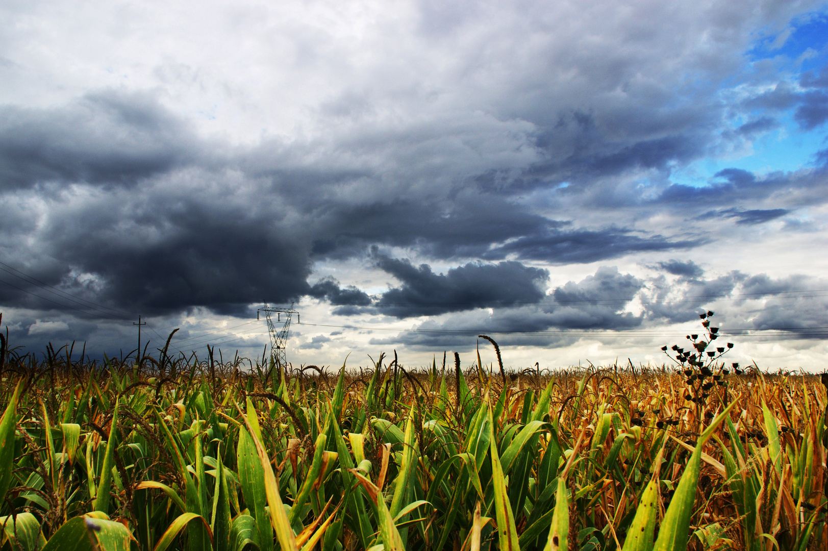 Oltre il campo