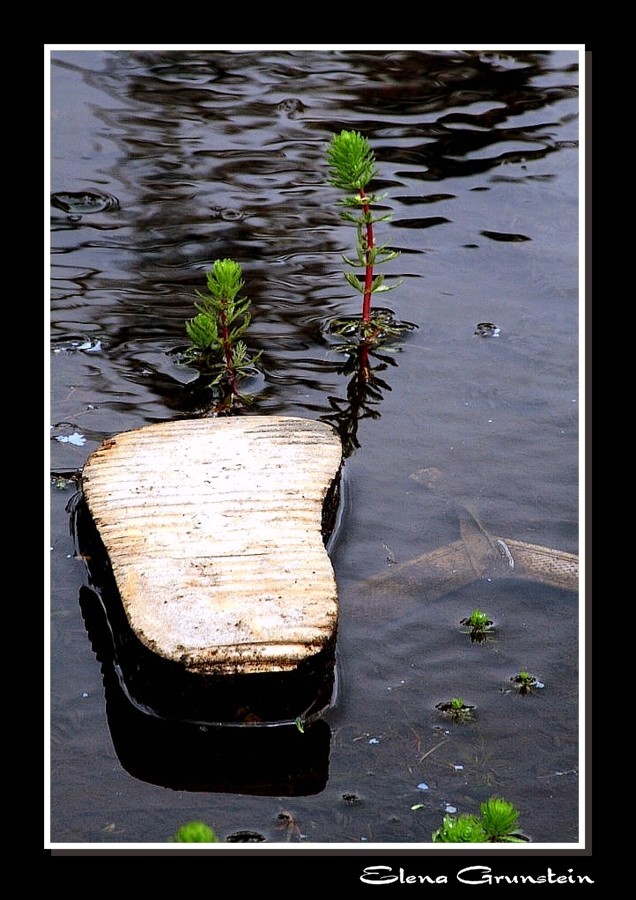 Olvido a orillas del lago