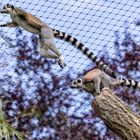 Olympiade der Tiere: Katta-Weitsprung (Begegnungen im Zoo, 23)