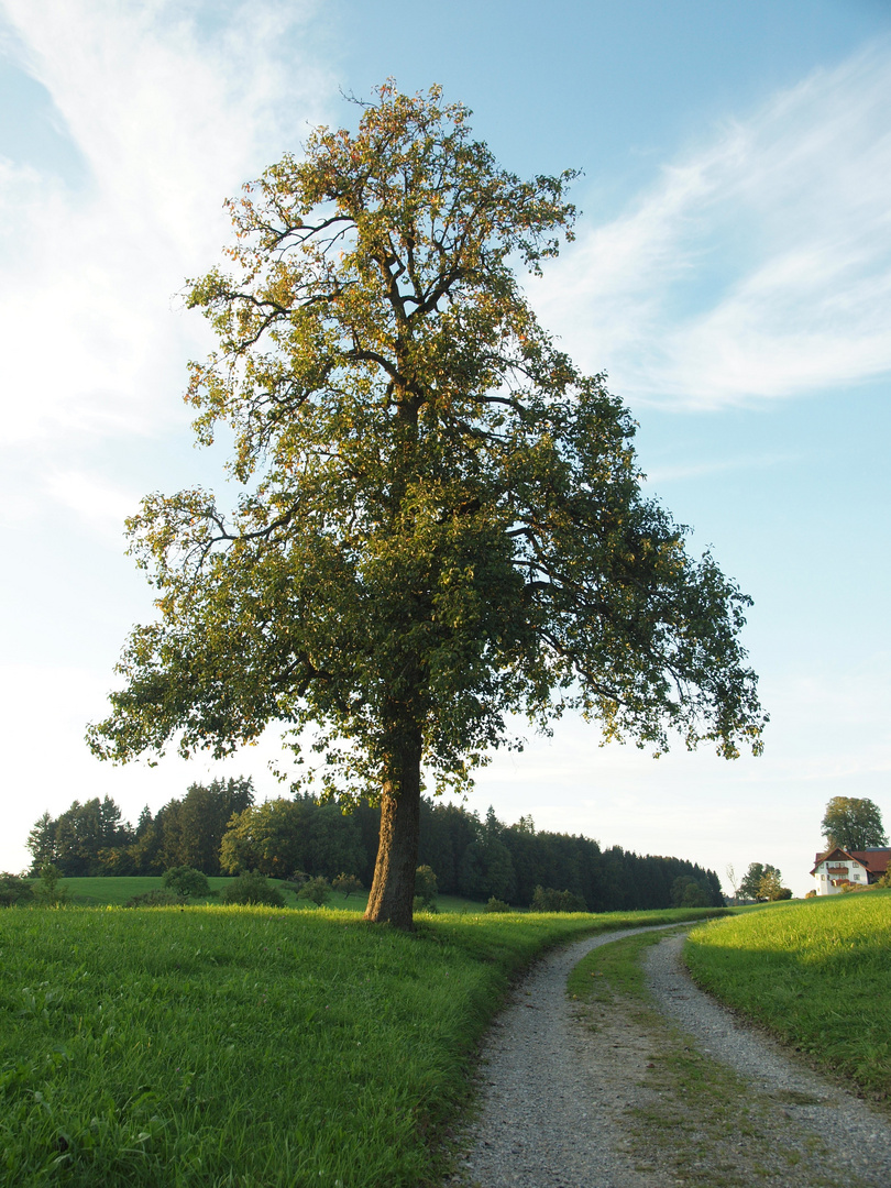 Olympiade2011, Landschaft, Platz 1