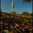 Olympiapark im Herbstlicht