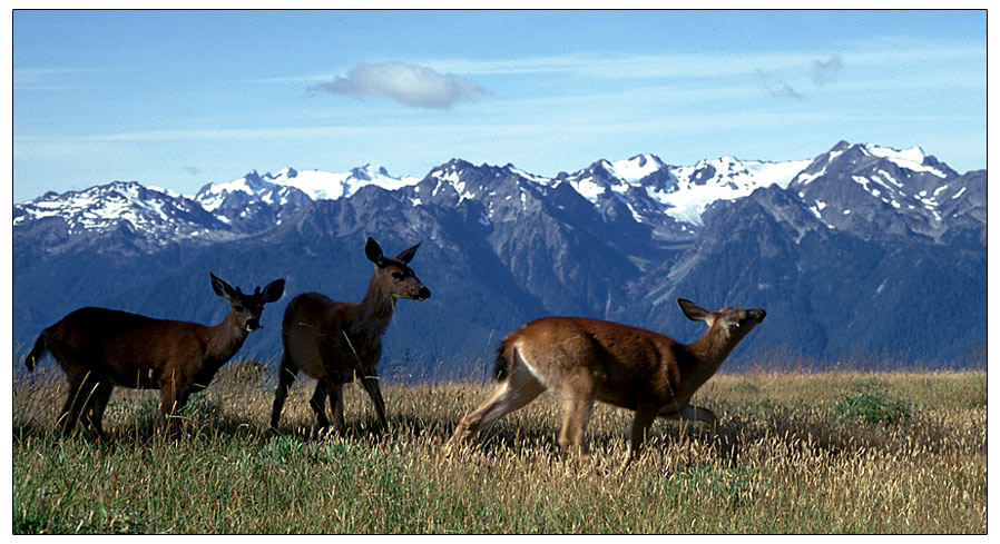 Olympic National Park