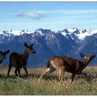 Olympic National Park