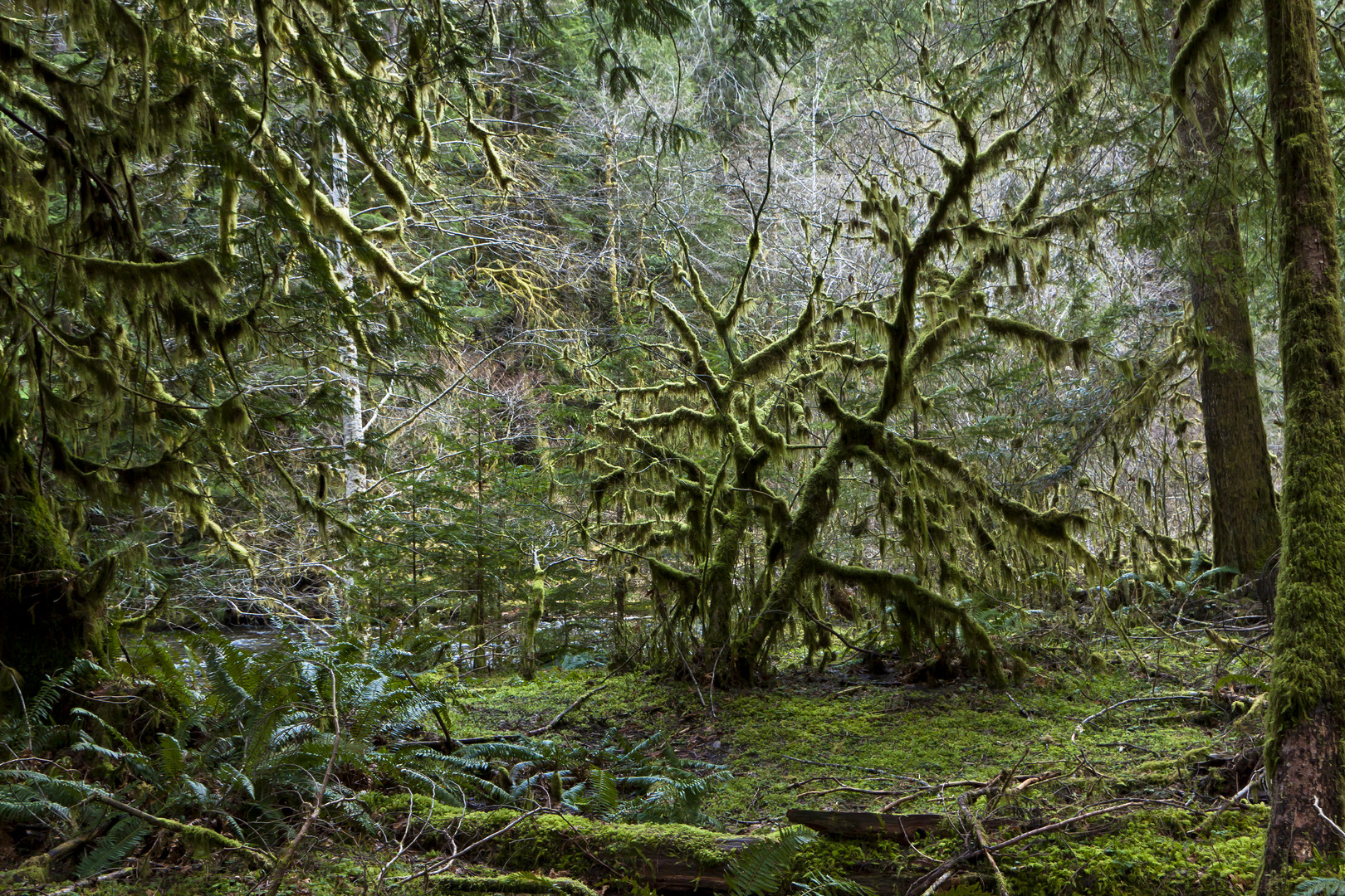 Olympic National Park