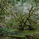 Olympic National Park