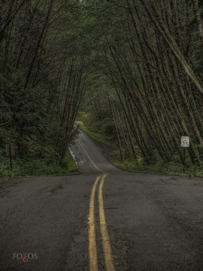 Olympic National Park - Hoh Valley Rd. 