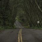 Olympic National Park - Hoh Valley Rd. 