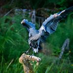 Olympic National Park I