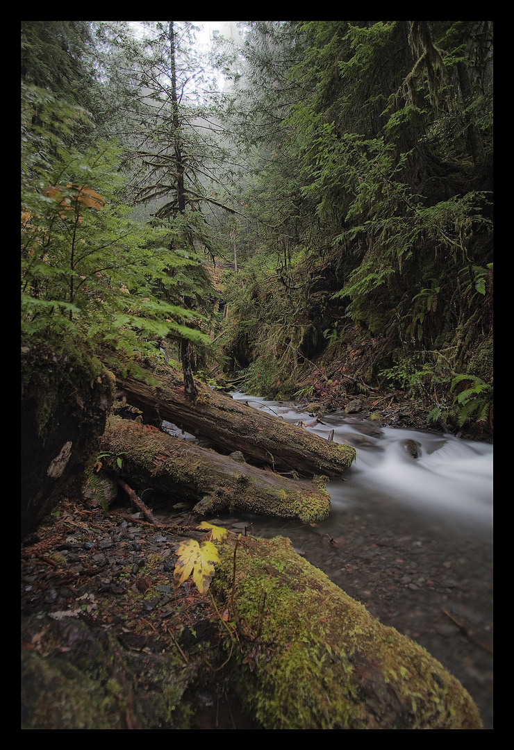 Olympic National Park II