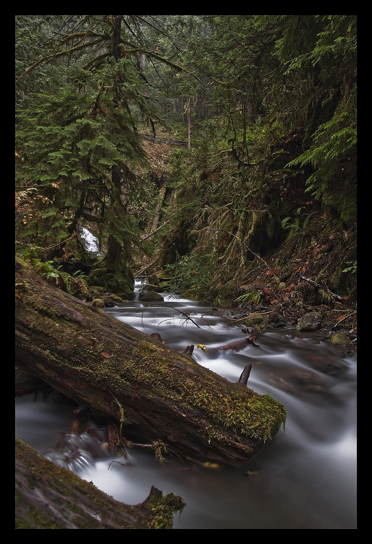 Olympic National Park III