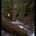 Olympic National Park III