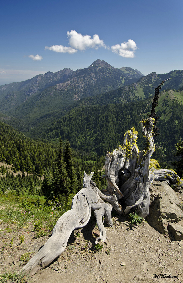 Olympic National Park, Washington