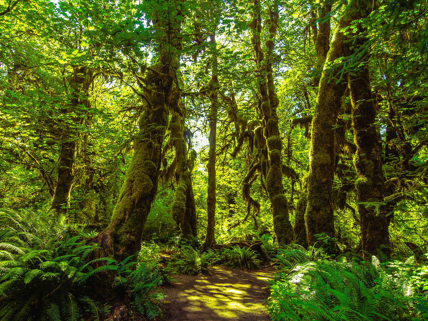 Olympic National Park (Washington, USA) - Die "Mooshalle" im Hoh Rain Forest