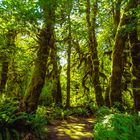 Olympic National Park (Washington, USA) - Die "Mooshalle" im Hoh Rain Forest