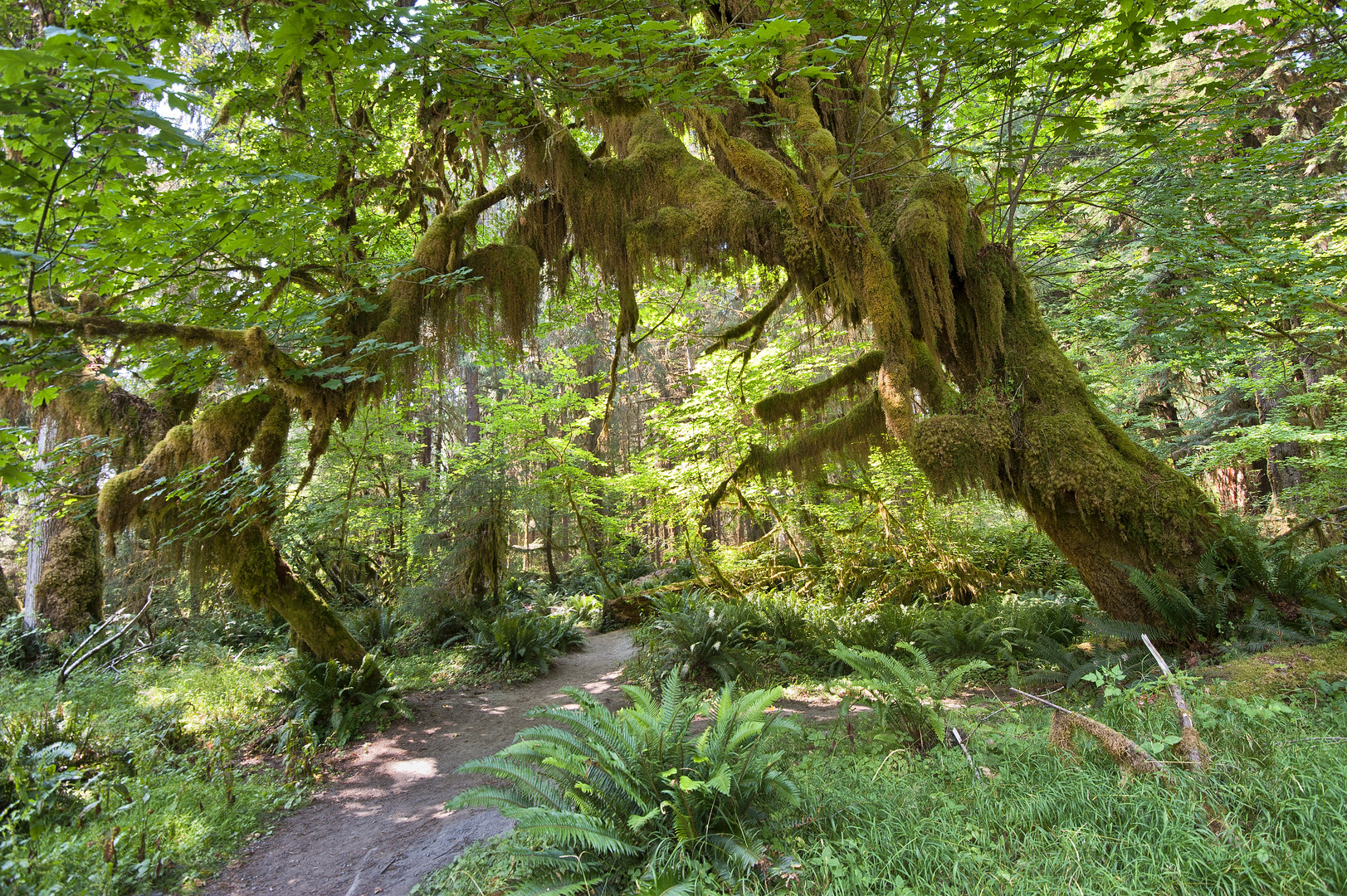 Olympic NP USA