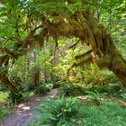 Olympic NP USA