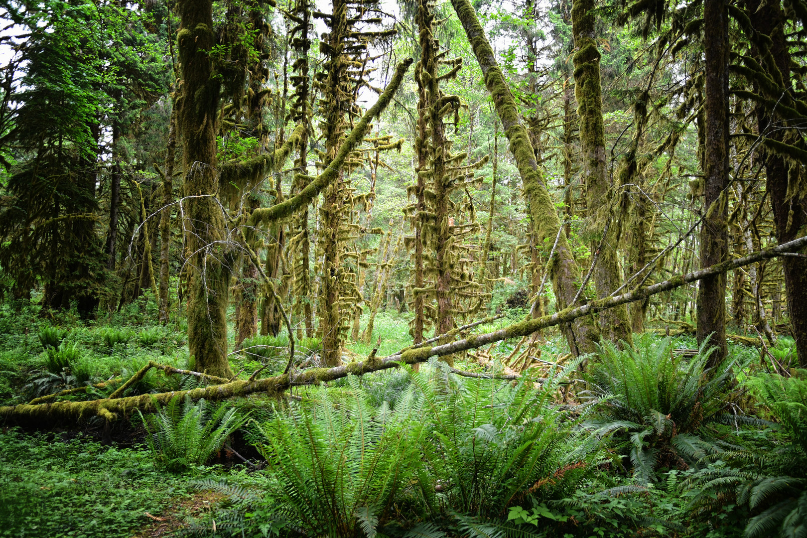 Olympic Rain Forest