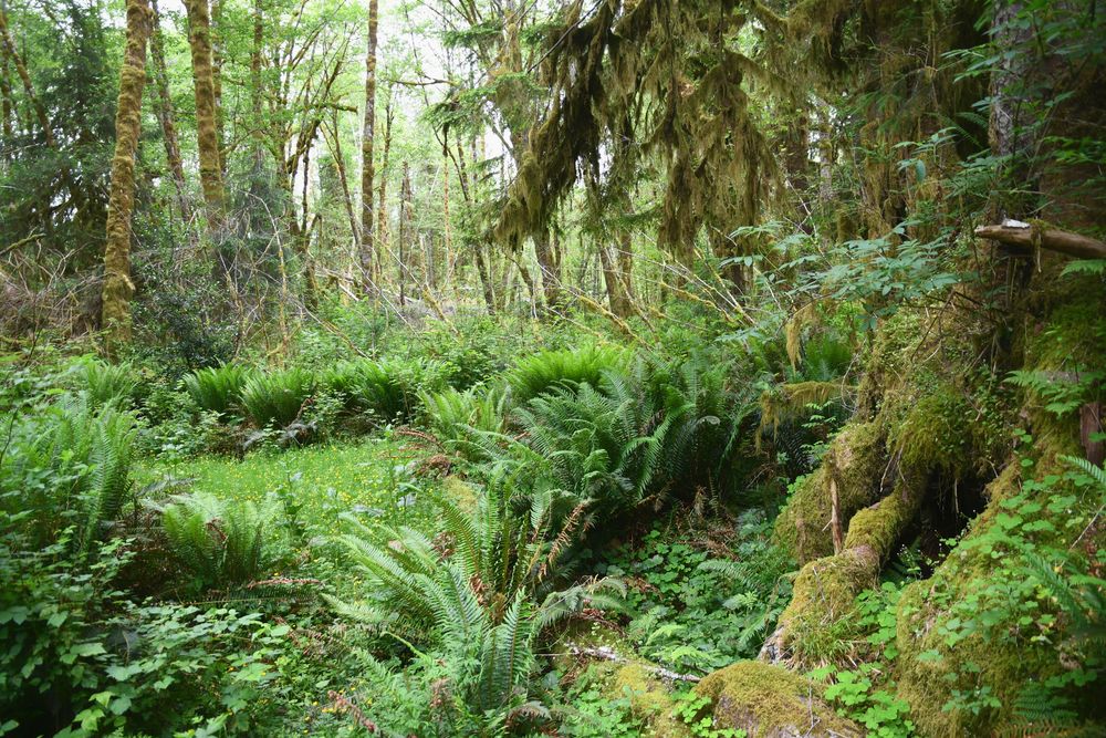 Olympic Rain Forest..