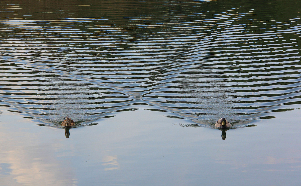 Olympische Disziplin: Enten-Synchron-Schwimmen