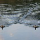 Olympische Disziplin: Enten-Synchron-Schwimmen