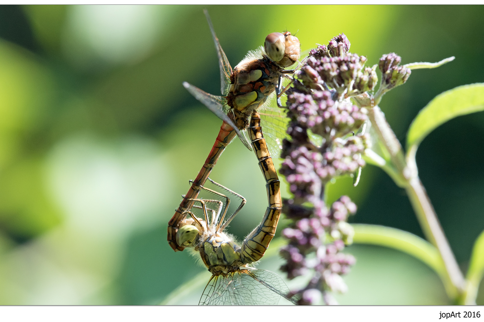 Olympische Gartenspiele der Insekten...