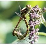 Olympische Gartenspiele der Insekten...