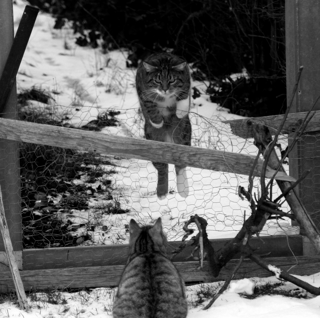 Olympische Katzen Winter- Spiele....jetzt hebt er ab und springt sauber...