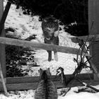 Olympische Katzen Winter- Spiele....jetzt hebt er ab und springt sauber...