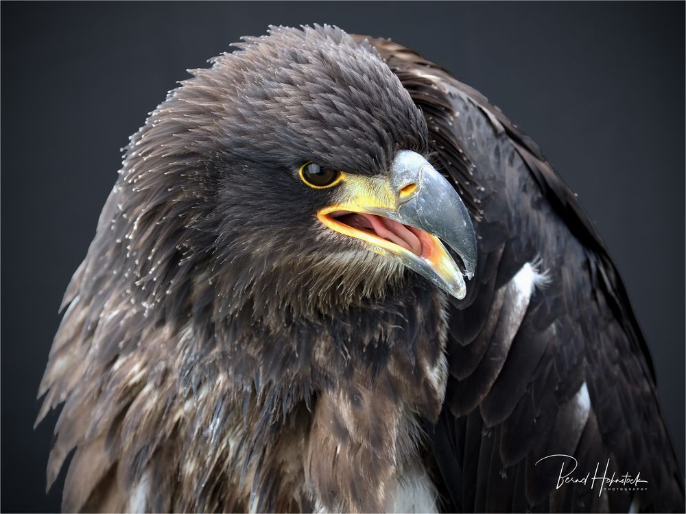 Olympus-Fotosommer in Hellenthal .... junger Weißkopfseeadler