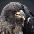 Olympus-Fotosommer in Hellenthal .... junger Weißkopfseeadler