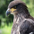  Olympus-Fotosommer in Hellenthal .... junger Weißkopfseeadler