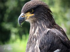  Olympus-Fotosommer in Hellenthal .... junger Weißkopfseeadler