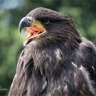  Olympus-Fotosommer in Hellenthal .... junger Weißkopfseeadler