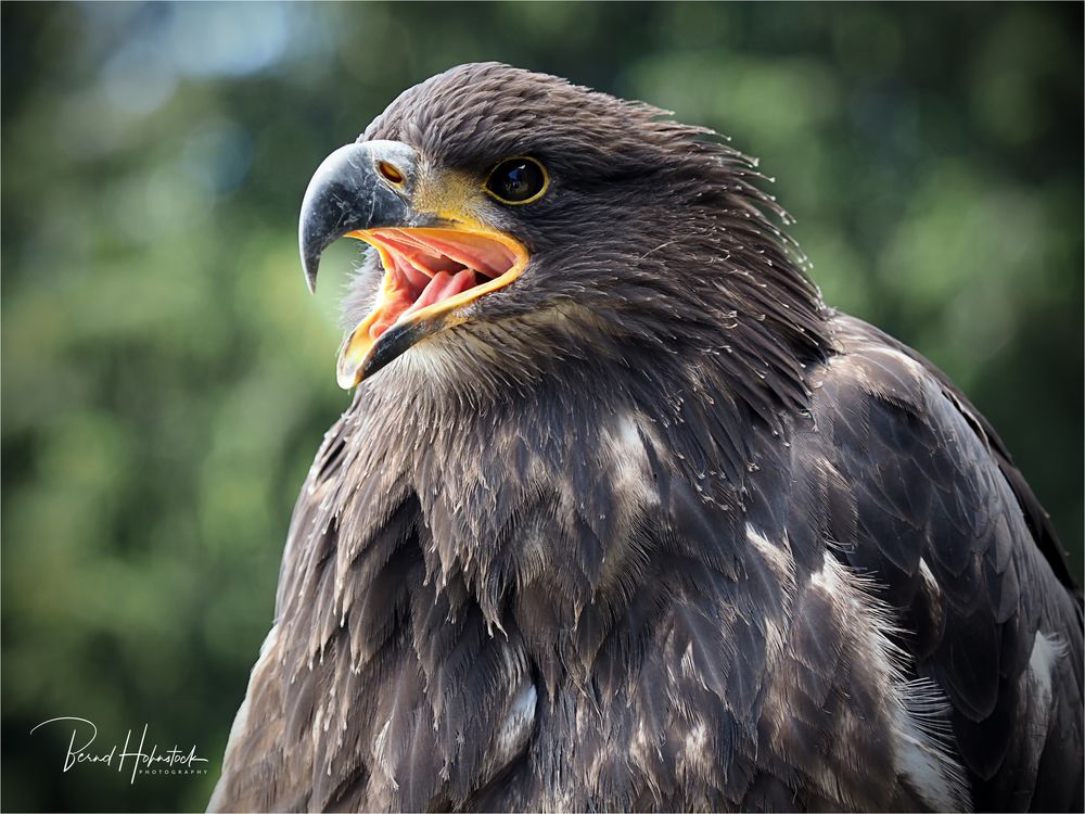  Olympus-Fotosommer in Hellenthal .... junger Weißkopfseeadler