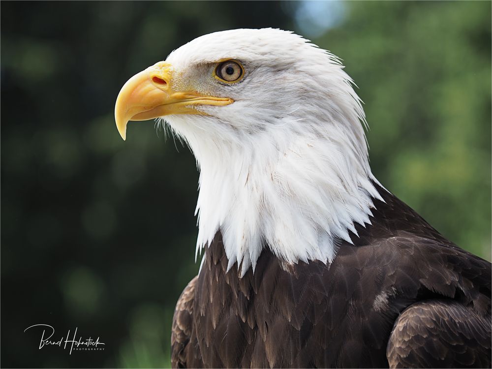 Olympus-Fotosommer in Hellenthal .... Weißkopfseeadler